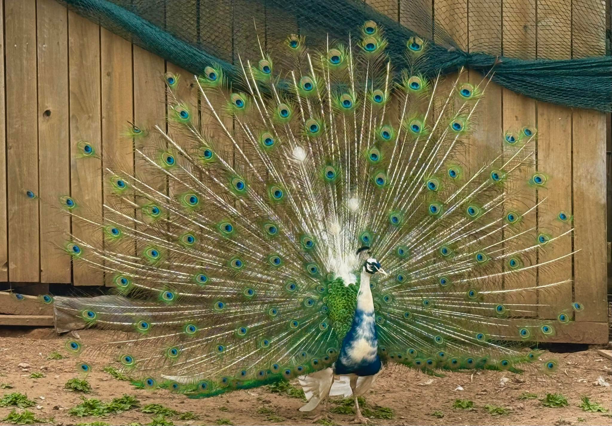 Quail and poultry at Marvel Farms LLC