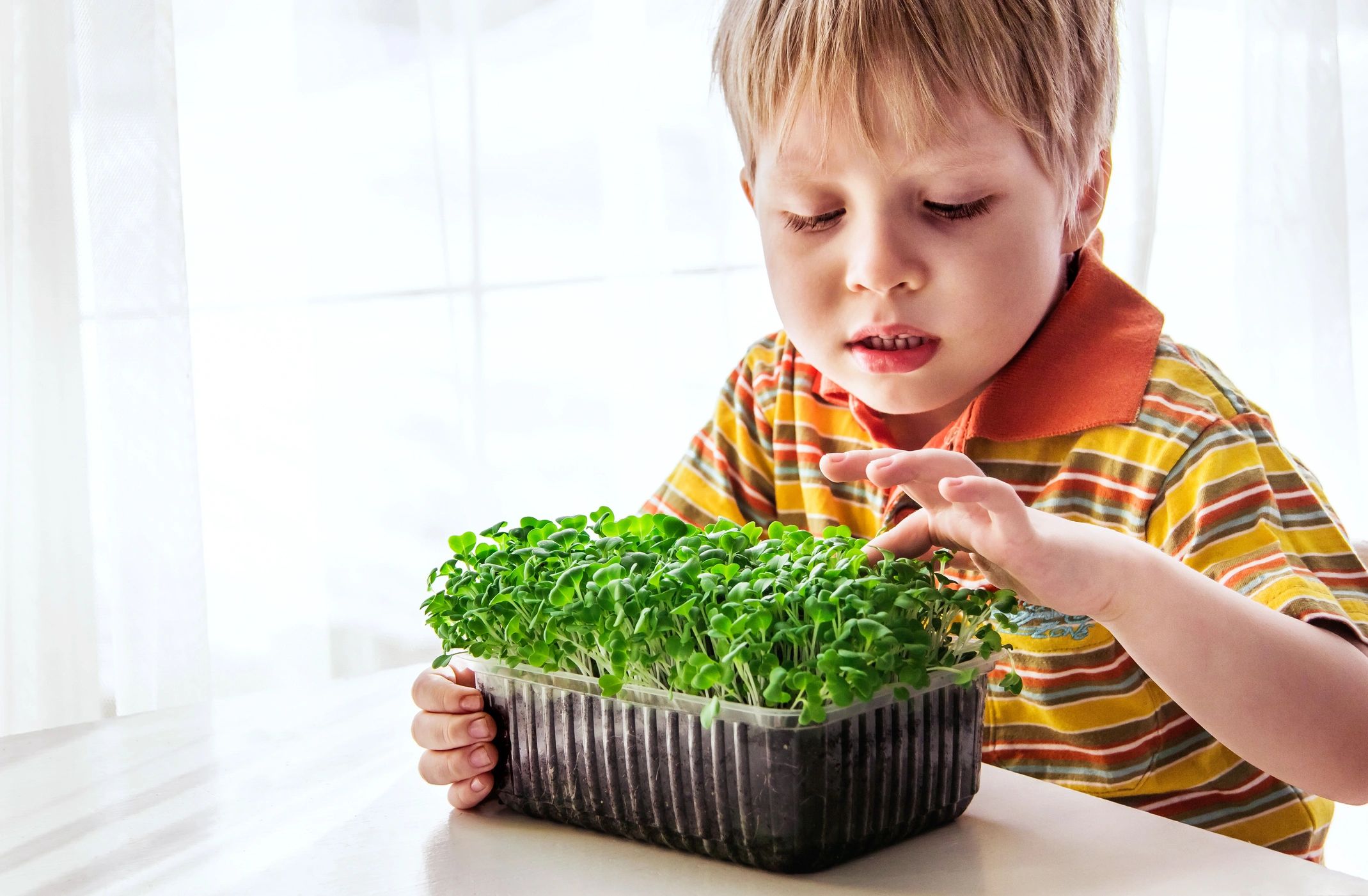 Harvested living microgreens ready for delivery