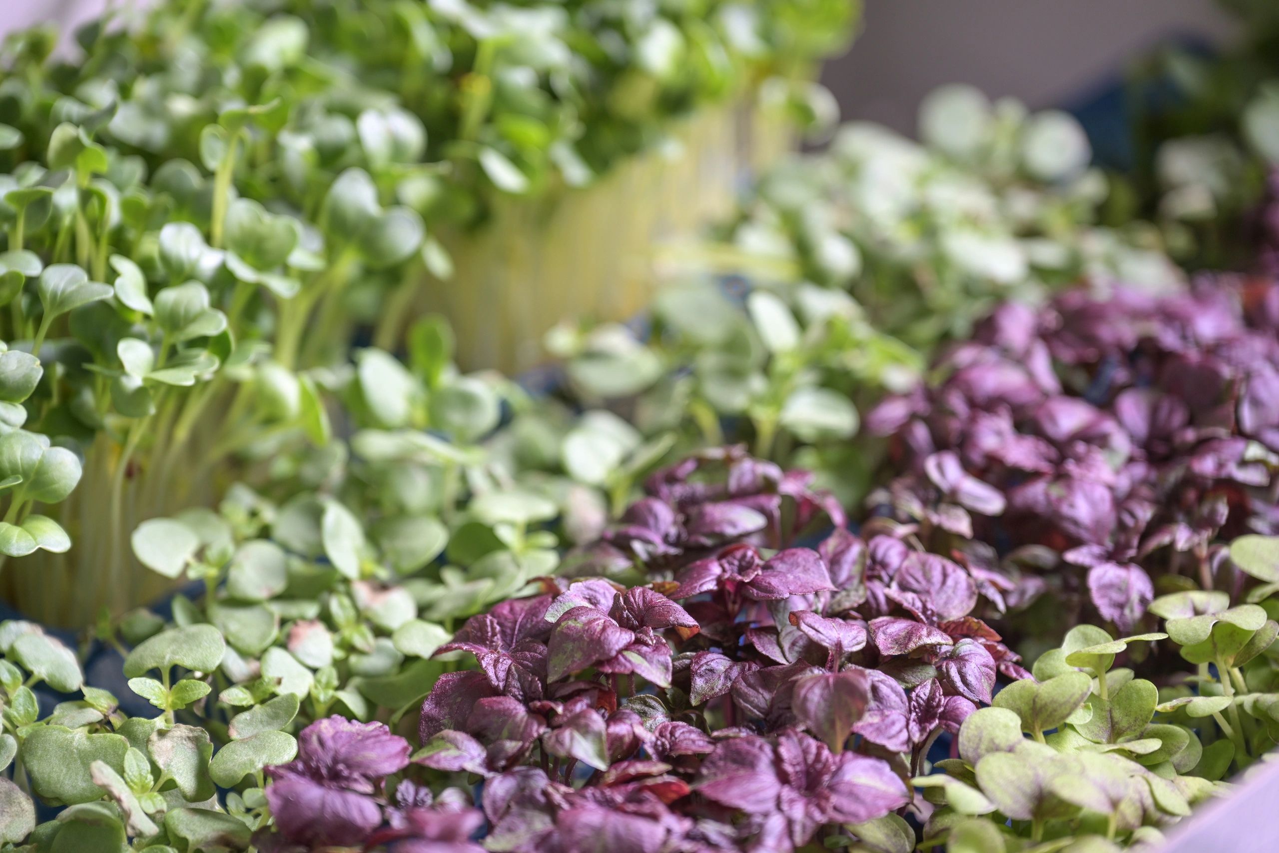 Assorted microgreens trays in greenhouse
