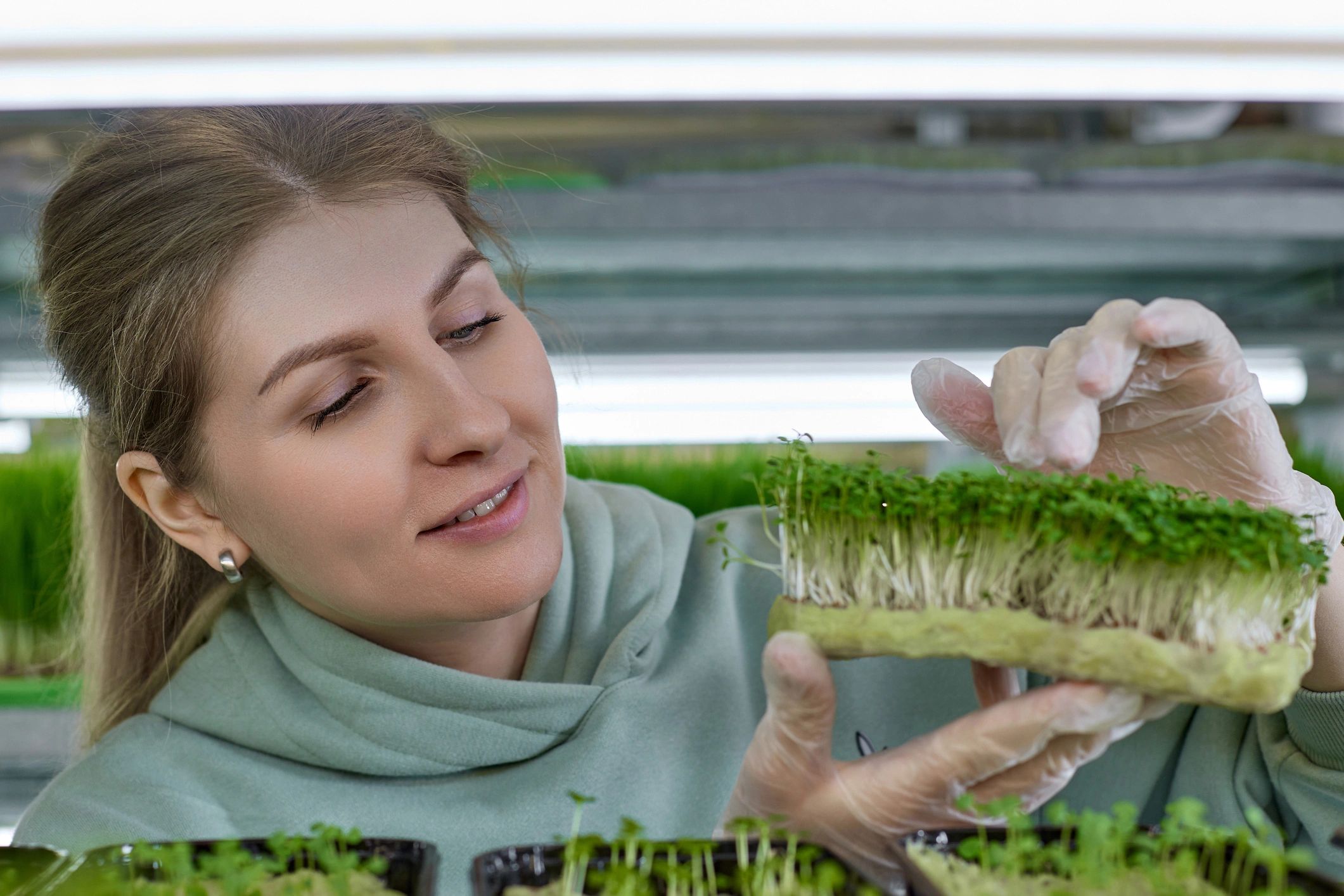 Healthy microgreens close-up