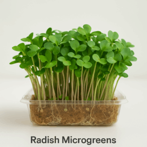 Living Radish microgreens living tray, fresh, crisp and natural