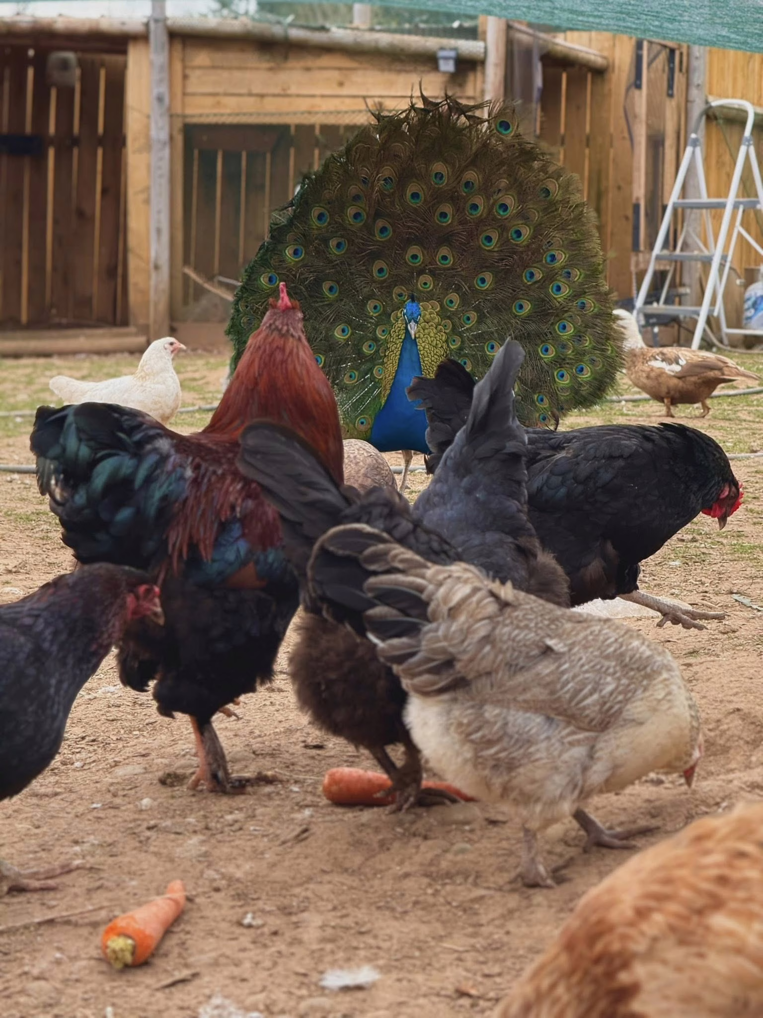 Birds at Marvel Farms