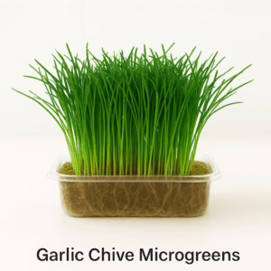 garlic chive microgreens