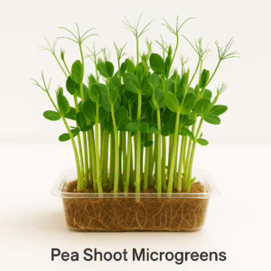 Pea Shoot Microgreens